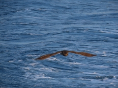 Antrostomus carolinensis