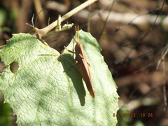 Schistocerca damnifica