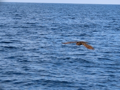 Antrostomus carolinensis