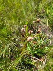 Eryngium yuccifolium