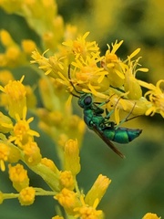 Chrysididae