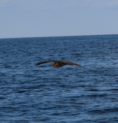 Antrostomus carolinensis