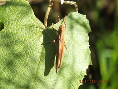 Schistocerca damnifica
