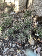 Coryphantha macromeris