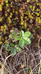 Potentilla canadensis