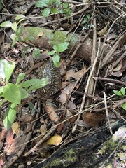 Terrapene carolina bauri