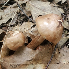 Tricholoma fulvum