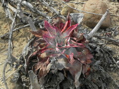 Dudleya pulverulenta