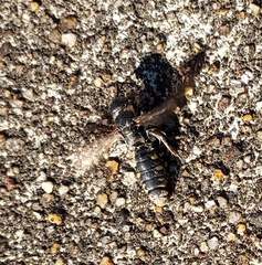 Myzinum obscurum