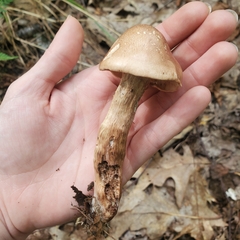Tricholoma fulvum