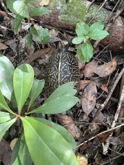 Terrapene carolina bauri