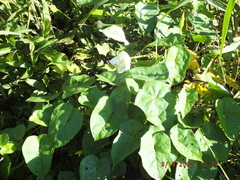 Ipomoea alba