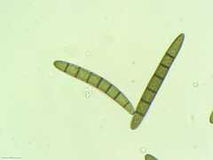 Geoglossum umbratile