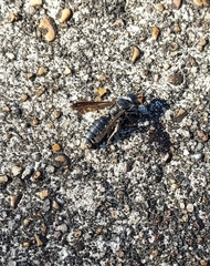 Myzinum obscurum