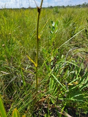 Eryngium yuccifolium