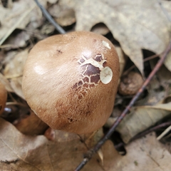 Tricholoma fulvum