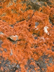 Trentepohlia aurea