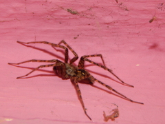 Tegenaria