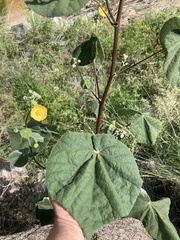 Abutilon reventum