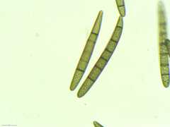 Geoglossum umbratile