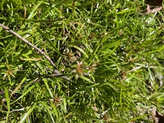 Juncus repens