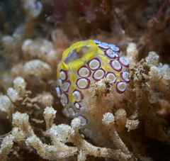 Botrylloides magnicoecus