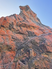Trentepohlia aurea