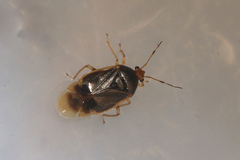 Monalocoris filicis