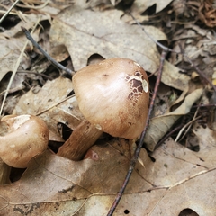 Tricholoma fulvum