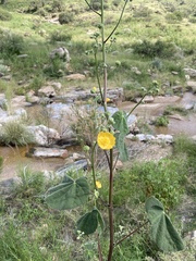 Abutilon reventum
