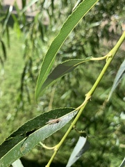 Populus angustifolia