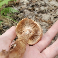 Tricholoma fulvum