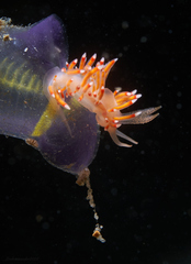 Coryphellina poenicia