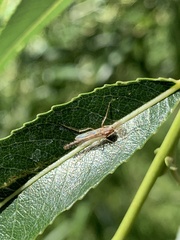 Populus angustifolia
