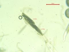 Geoglossum umbratile