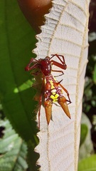 Micrathena sexspinosa