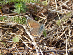 Polyommatus