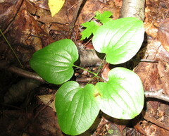 Smilax herbacea