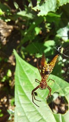 Micrathena sexspinosa