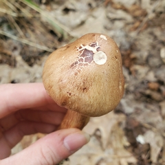 Tricholoma fulvum