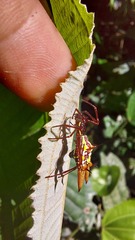 Micrathena sexspinosa