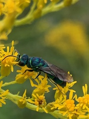 Chrysididae