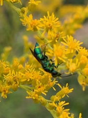 Chrysididae