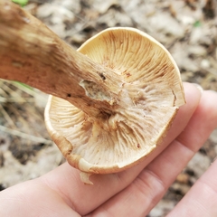 Tricholoma fulvum