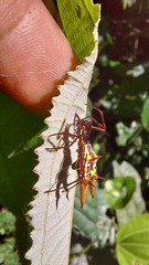 Micrathena sexspinosa