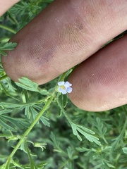 Leucospora multifida