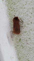 Phragmatobia