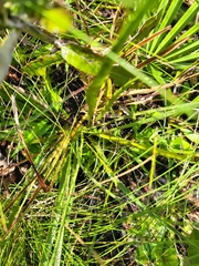 Eryngium yuccifolium