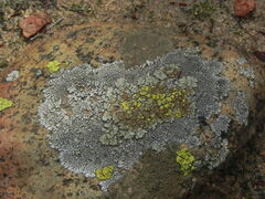 Acarospora socialis