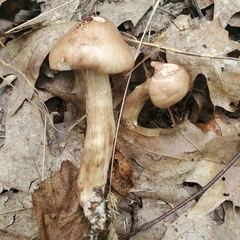 Tricholoma fulvum